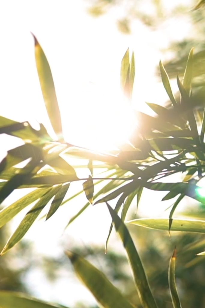 Close up of sun shining through a branch of leaves