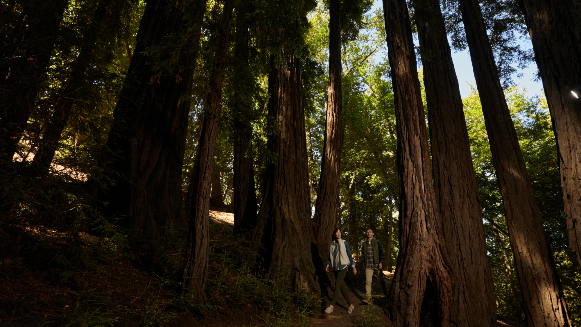 hike pathway on a nature walk with tall trees in the surrounding