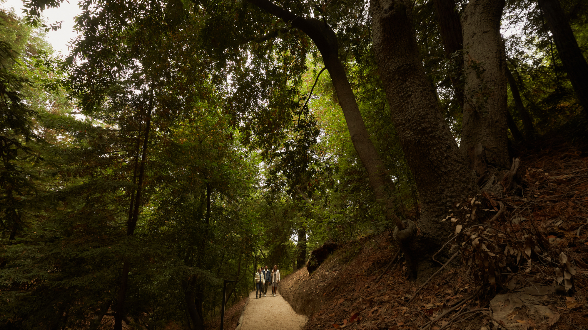 hike pathway on a nature walk