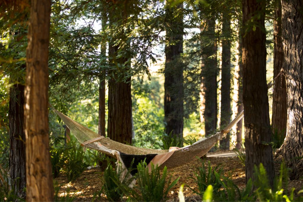 hammock in the forest