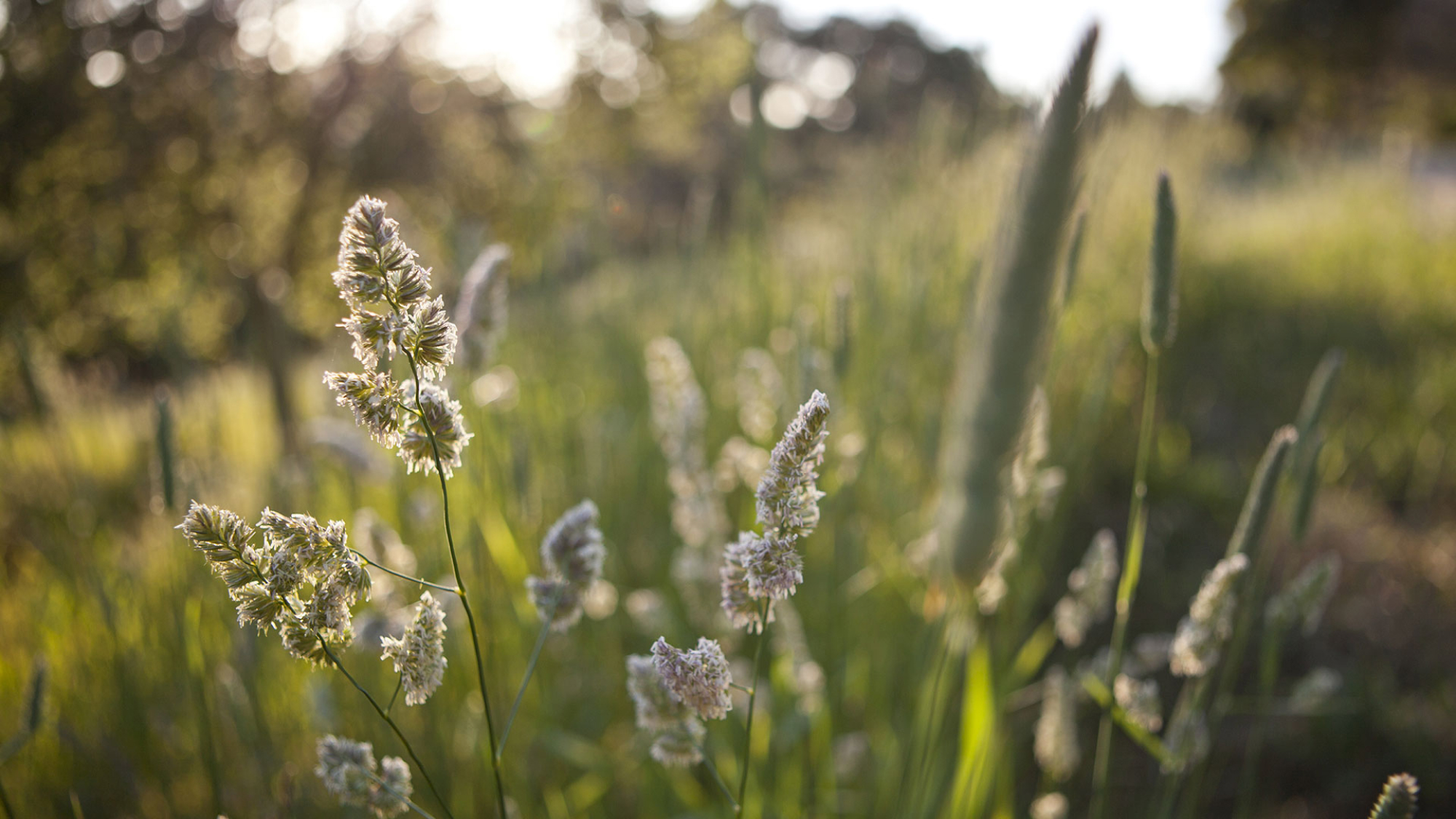 closeup of orchard grass