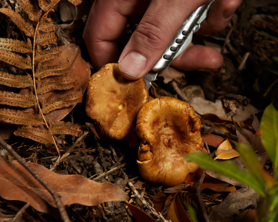 Foraging mushrooms