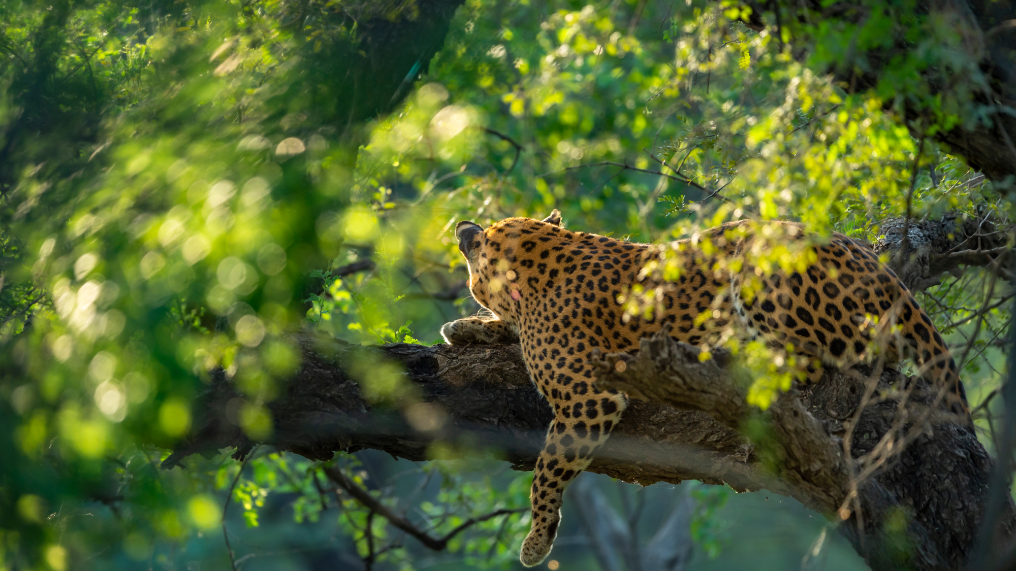 a leopard laying down on tree