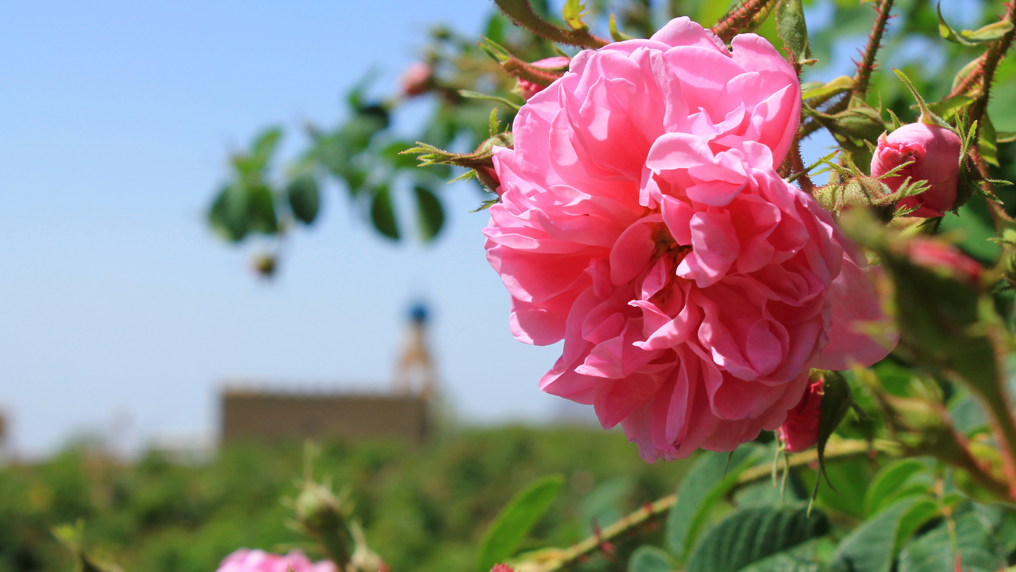 close up of pink rose