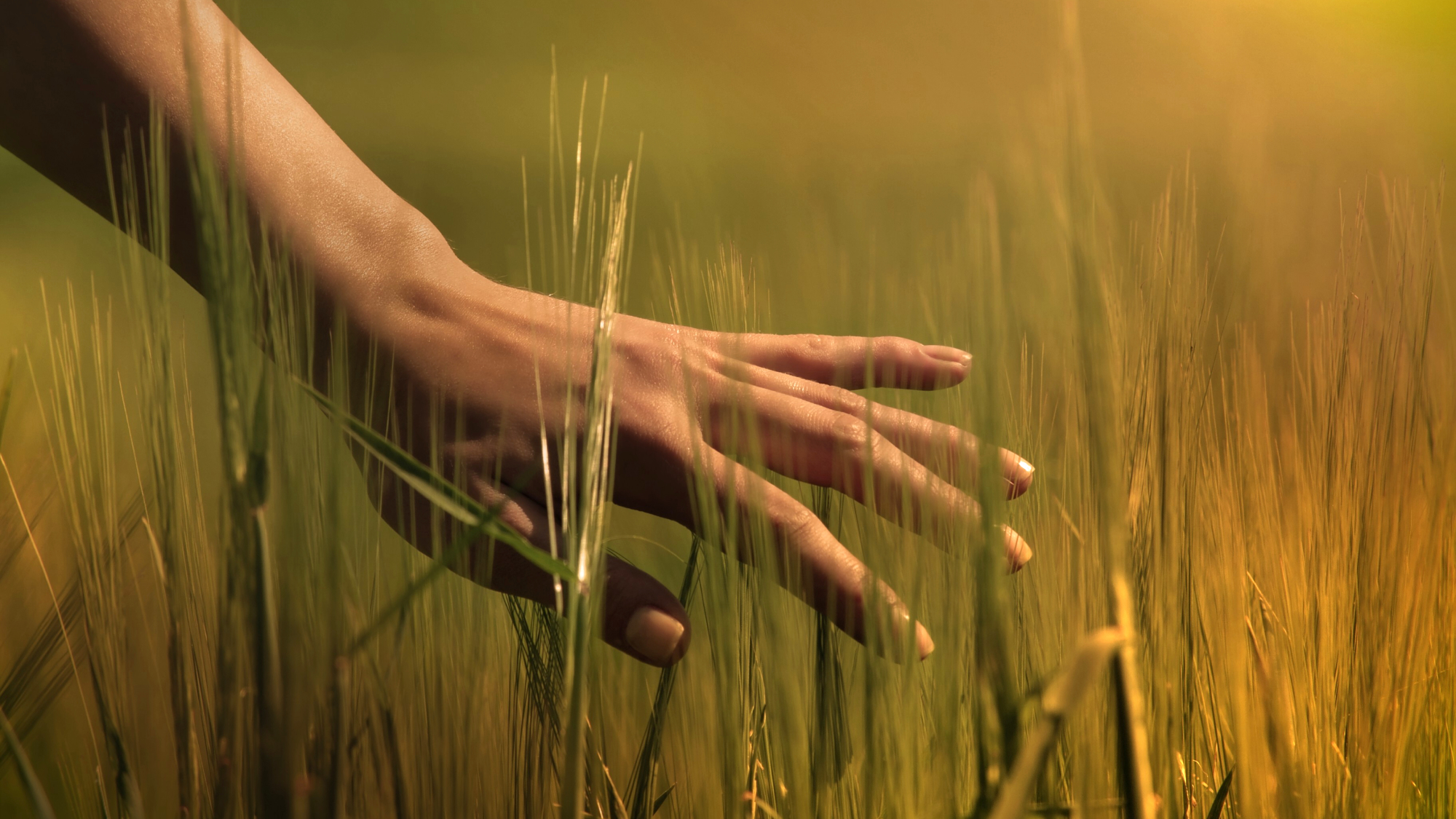 hands touching leaves