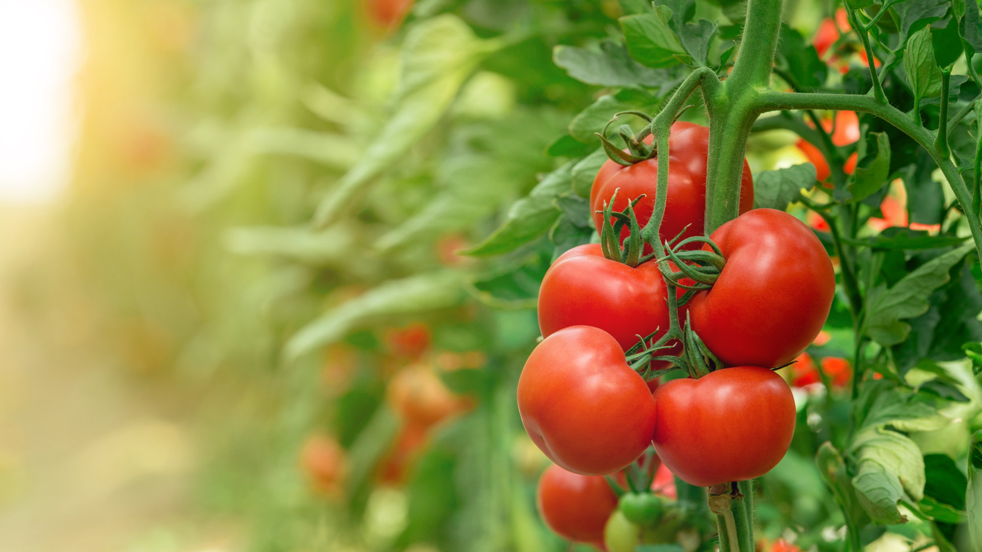 tomato gardening