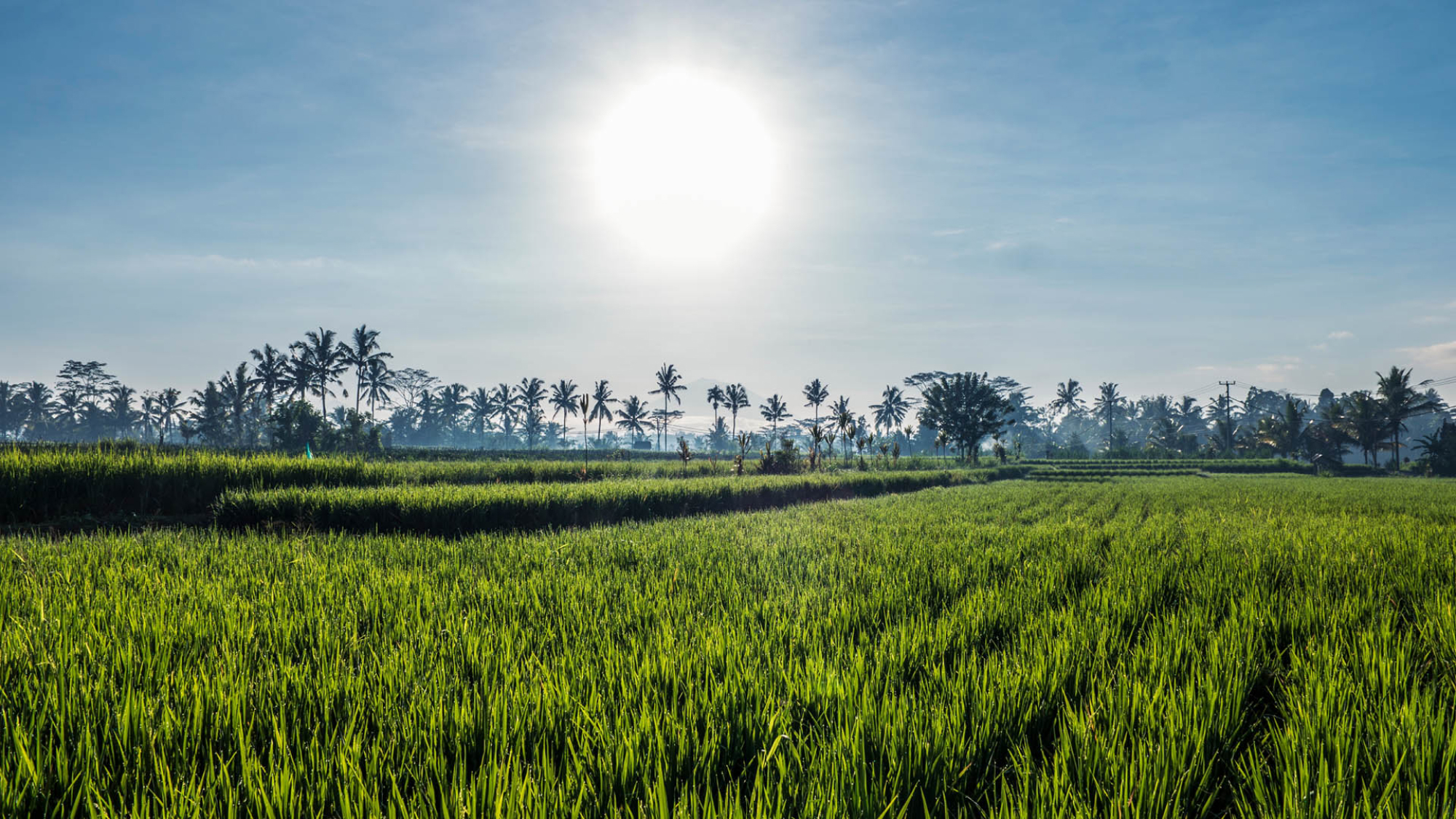 countryside under the sun