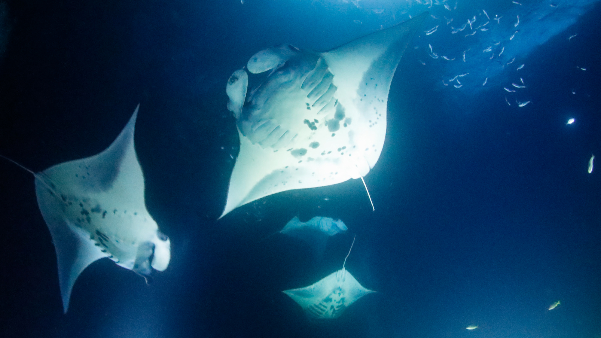 Stingrays in the ocean at night.