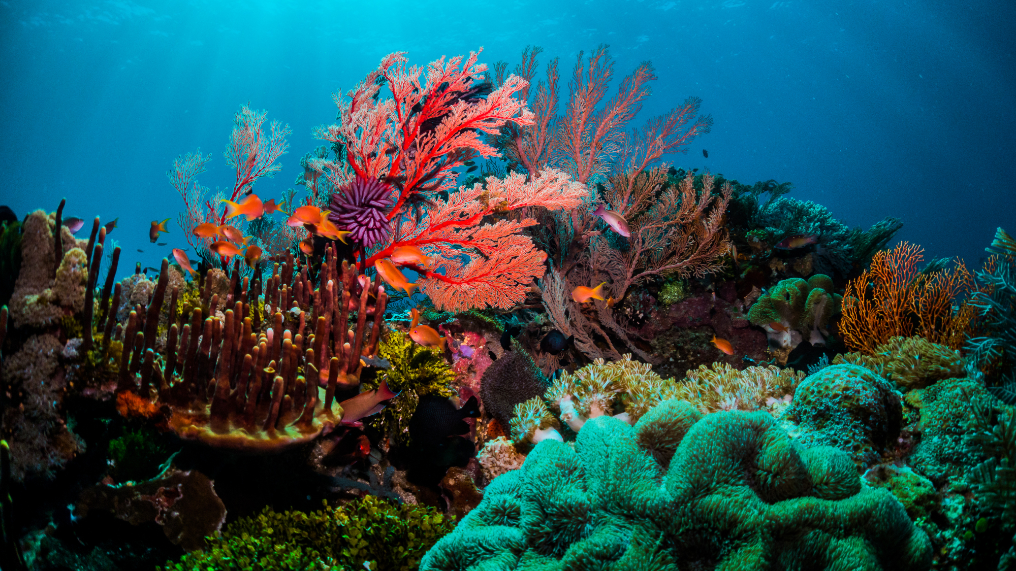 Close up of red coral reef.