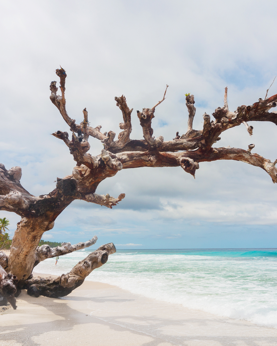 Large driftwood tree on beach