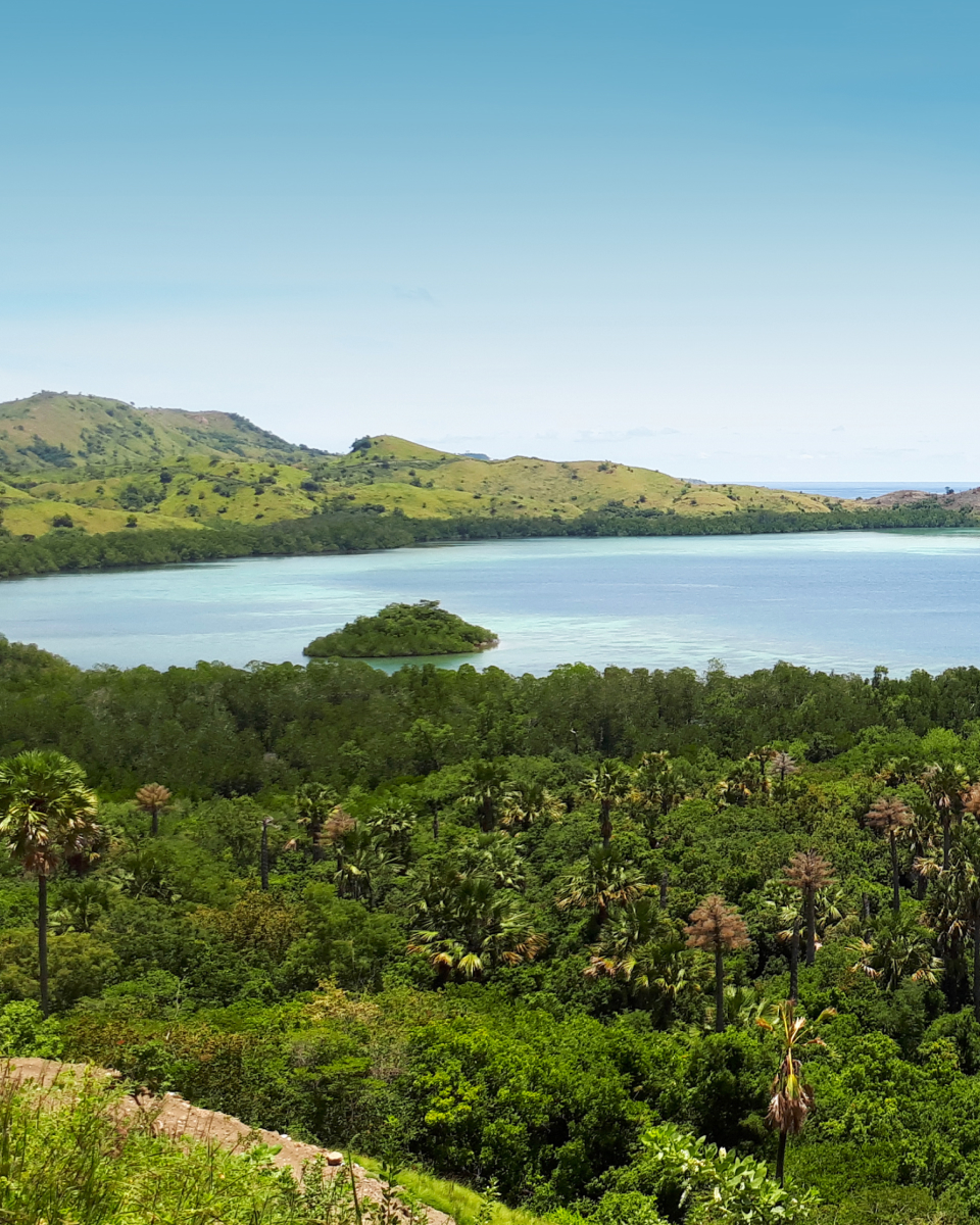 View of the rainforest with ocean in the background