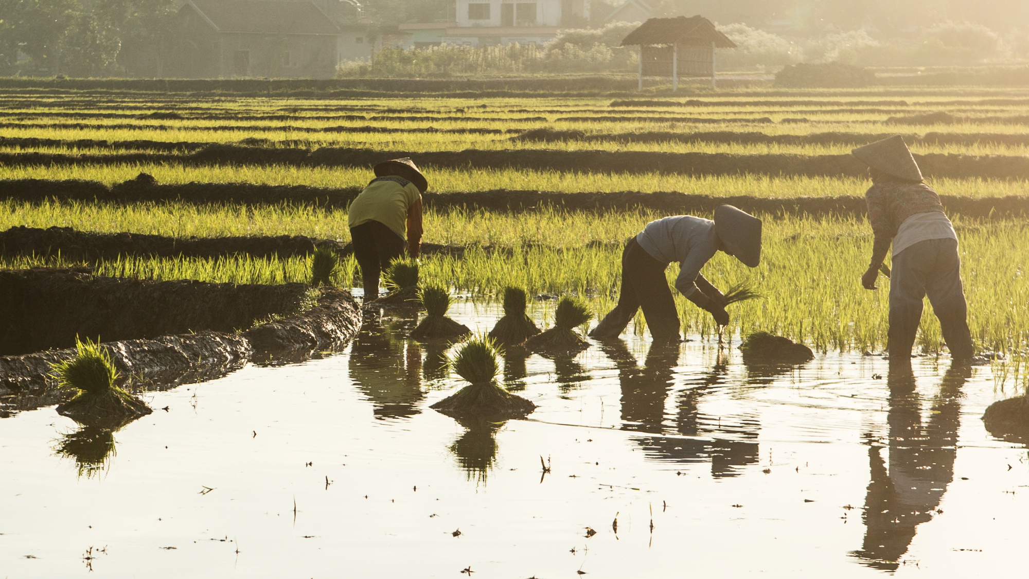 Three people farming in knee deep water.